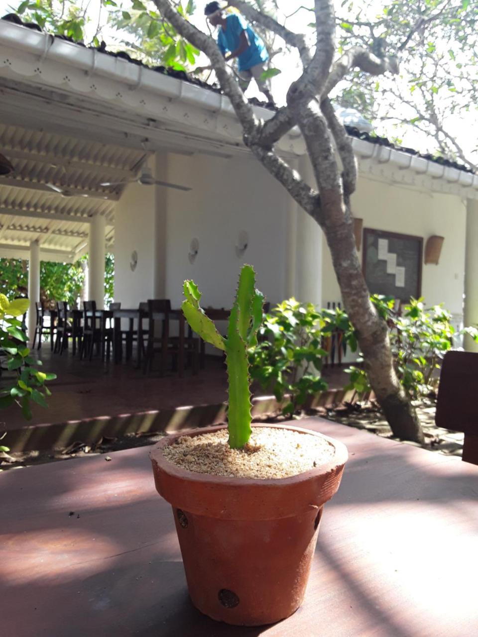 Palm Villa Mirissa Banduramulla Buitenkant foto